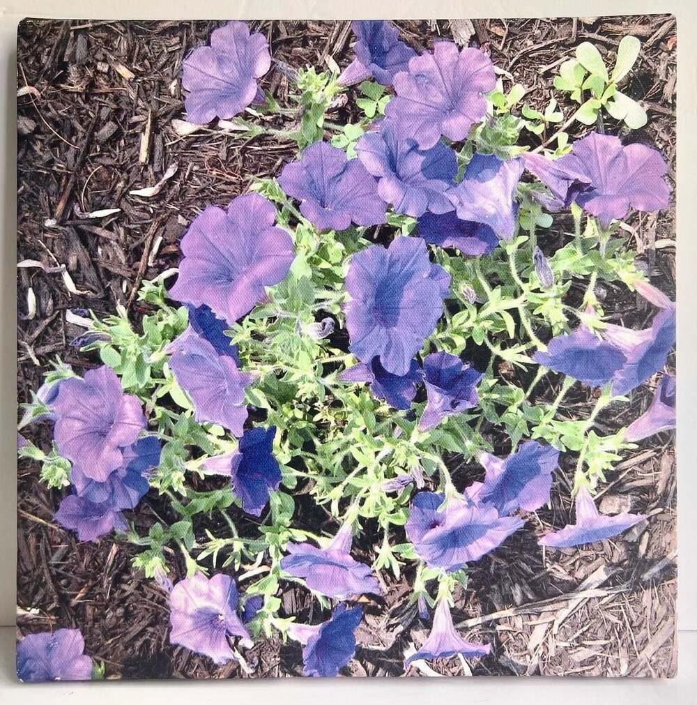 Custom Purple Petunia Flower Photo Canvas Wall Art Print